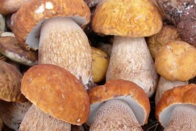 十大知名云南特产,宣威火腿上榜,第一被誉为药冠南滇