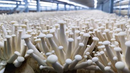 商洛商州:食用菌产业走出乡村振兴“致富路”