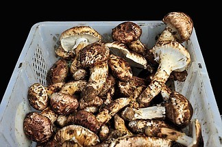 松茸菌产品实物图片免费下载