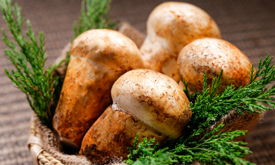 富硒食用菌粉成为保持人体健康的高效农产品