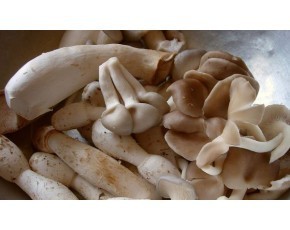 秀珍菇 菌种_菌种_菌需物资_产品库_中国食用菌商务网