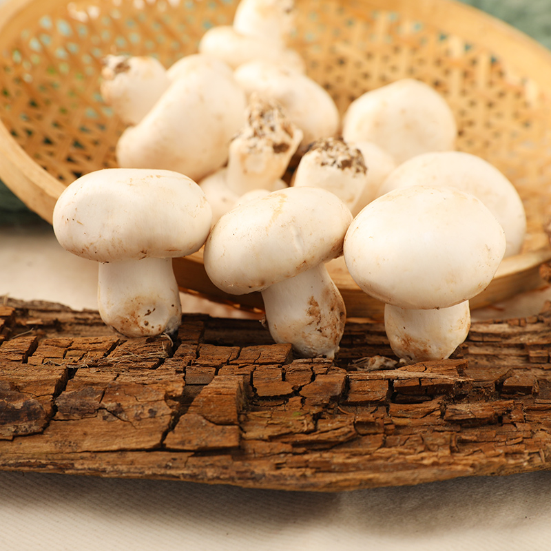 北京密云新鲜口蘑双孢菇精选食用菌火锅食材产地直发300g装白蘑菇