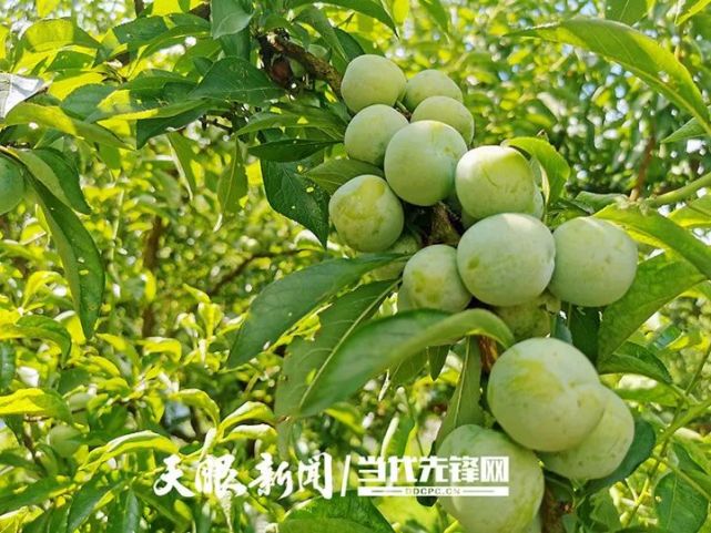 贵州着力打通特色优势农产品“田间地头”与“市场端头”迎接产销旺季