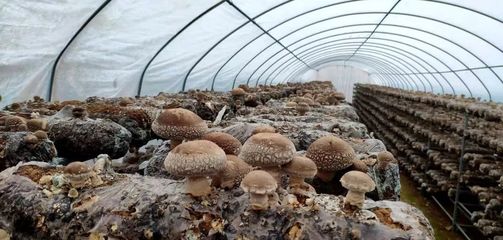 有了这位村支书,昔日“沙滩窝”变身“金银窝”