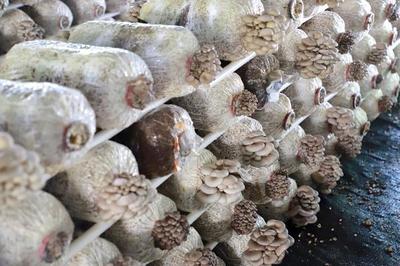 桐梓马鬃:食用菌撑起乡村振兴"致富伞"