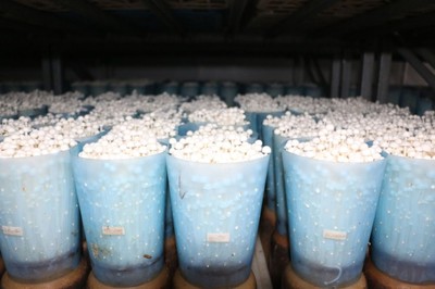 2024食用菌产业数智化创新发展大会观摩会“京”彩纷呈