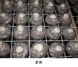 杏鲍菇用的铁丝网 价格 4.5元 平米