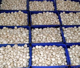 巨丰食用菌产品 产品图片 加盟店怎么样