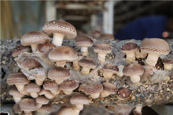 聚焦安龙:2019中国·贵州食用菌产业发展大会即将开幕