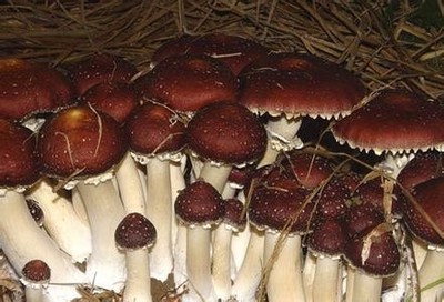 请教这是什么食用菌?