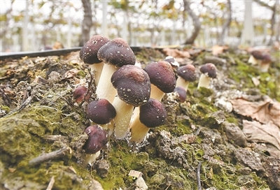 宁波葡萄藤下结出食用菌“新秀”