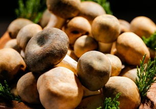 生活中常见食用菌种类介绍及图片大全