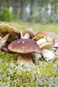 食用菌在森林里