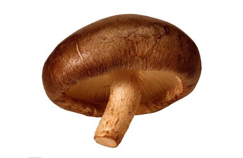 香菇,热销产品,湖南长沙县福翔食用菌