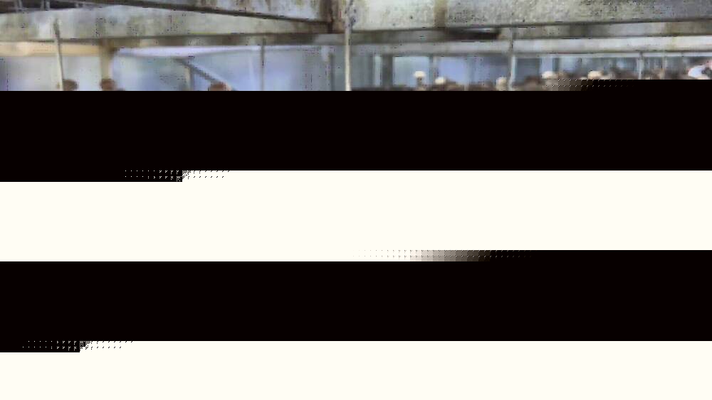 山东人种香菇是认真的!年产2000万棒的香菇菌棒智慧工厂就在淄博