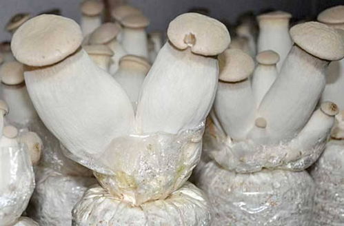 食用菌种植 杏鲍菇链孢霉如何防治