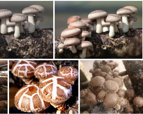 农村户口要发了 北京刚刚正式宣布