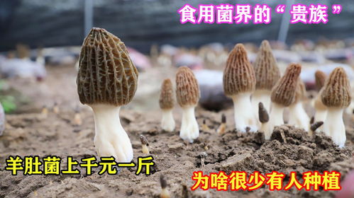 食用菌界的 贵族 ,羊肚菌上千元一斤,为啥很少有人种植