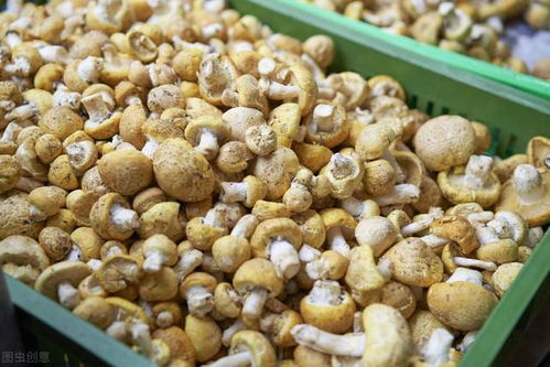 食用菌5000多种,松茸为什么如此昂贵 看看松茸的生长过程