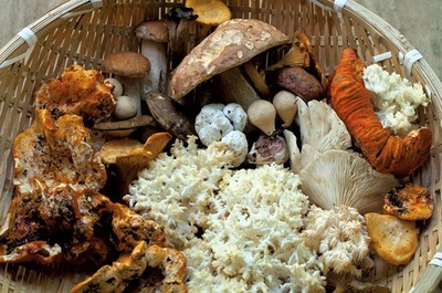 美国:各地区夏季野生菌采摘进入尾声_国际新闻_食用菌新闻_中国食用菌商务网