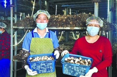 灌南县坚持“科技兴菌”战略