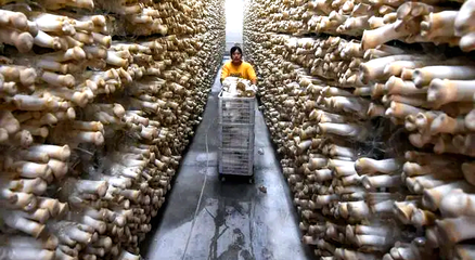 连云港灌南:“菌都”名片闪耀 小菌菇释放大“蘑”力