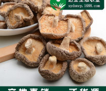 食用菌蘑菇热卖促销