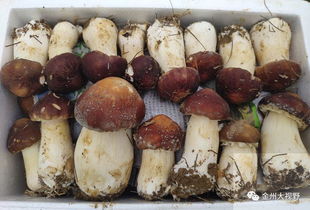 与 菌 有约 160余家企业齐聚安龙,食用菌成果展示会 吸金又吸睛