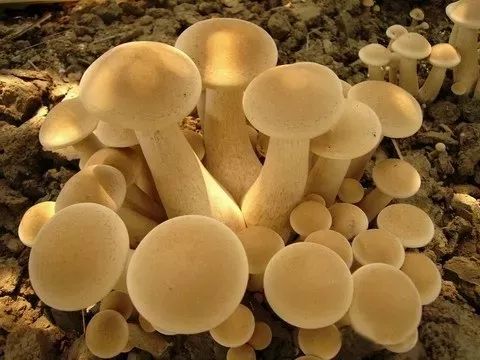 改革开放四十年丨企业年产4000多吨金针菇 龙泉这位企业家被称为 金针菇王