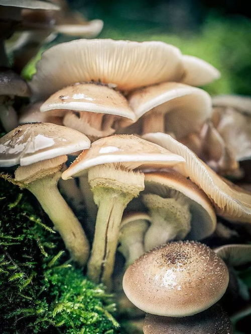 技术 这波毛利最高的食用菌制作技法你想错过