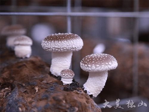 东 风吹拂菌子香 菇 舞人心销售忙