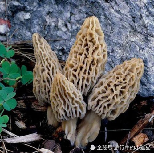 云南很有名的一种野生菌,外形酷似动物内脏,香味独特药食两用