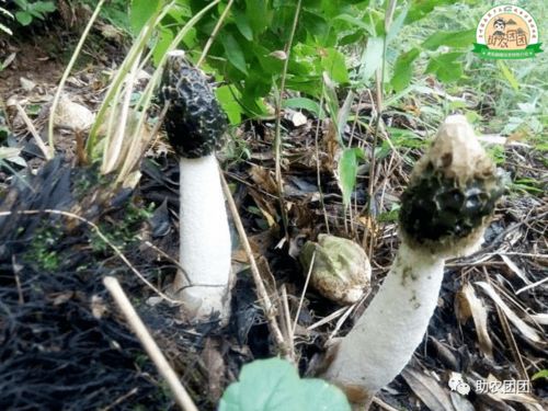 助农团团丨大方冬荪