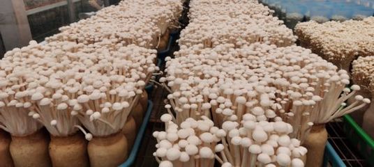 “菌”临天下!现代菌物示范区点亮农业创新之光