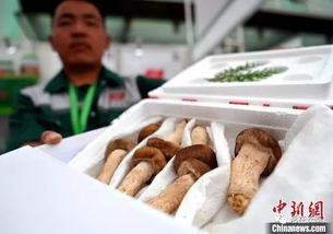 漳州 中国蘑菇节,蘑菇diy受关注