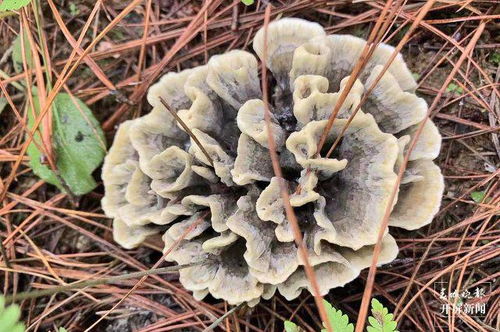 云吧 端午时节,来昌宁四角田品尝鲜味十足的野生菌宴