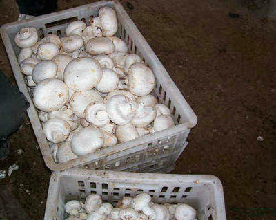 江苏蘑菇价格-免费食用菌培训|食用菌加盟 产品展示(|食用菌培训合作、食用菌价格、食用菌批发)-金泉网