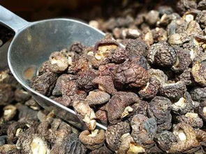 世界第二大食用菌,我国总产量世界第一,却是贵得让人吃不起