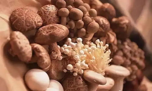 浅谈食用菌的营养与保健 药用价值