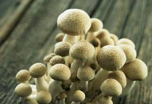 预测 未来10年,最赚钱的食用菌产业模式