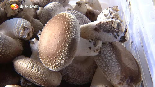 致富经 小小食用菌 致富 黄金伞