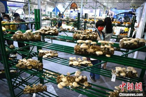 第三届中国食用菌产业博览会福州开幕