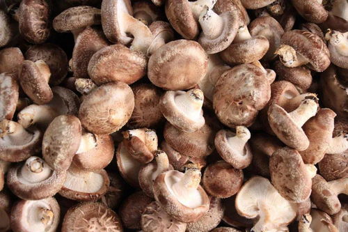 清水县食用菌大棚助增收