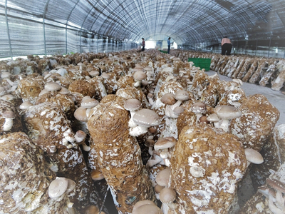 四川:广元市羊木镇打造“川北最大食用菌产业基地”