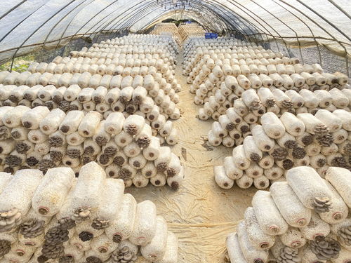 开阳永温双合村,新鲜食用菌