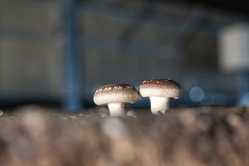 石家庄平山县 食用菌种出 致富路