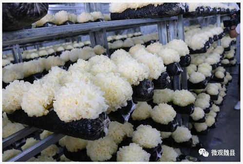 赞 中央 省 市主流媒体采访团来魏集中采访 一帮一 结对帮扶工作