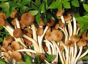 如何建立食用菌工厂 创业抢先看