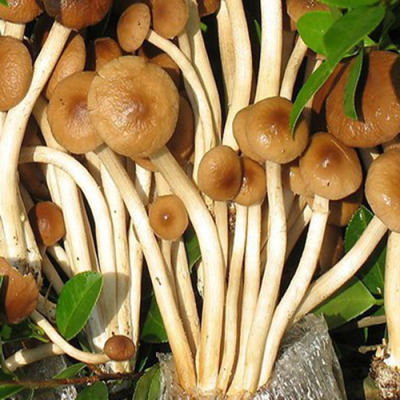 茶树菇：福建特产的食用菌及其功效