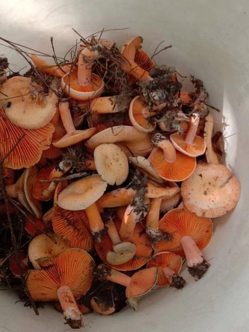 枞菌：美味与珍稀的野生食用菌